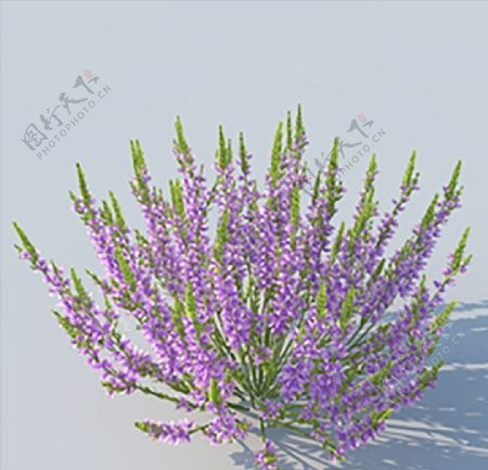 C4D植物模型