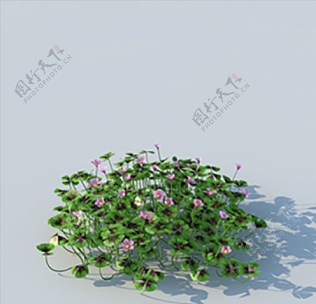 C4D植物模型