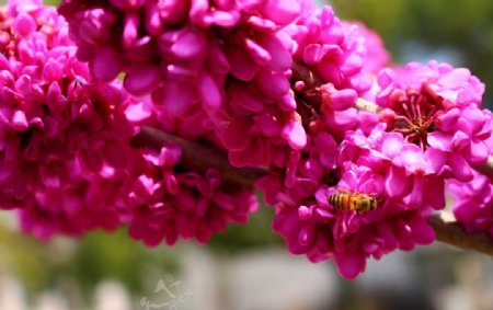 红花蜜蜂大黄蜂