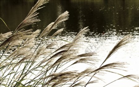 池塘和银色的芒草