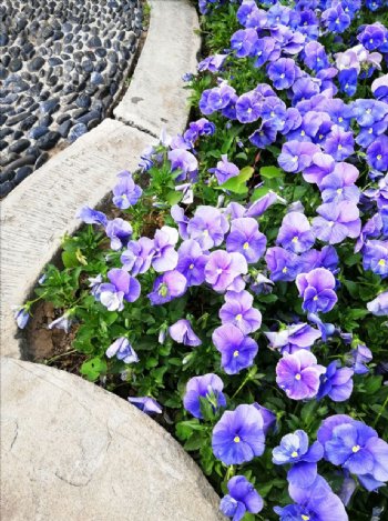 蓝紫色小花
