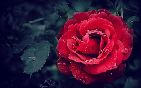复古的丝绒玫瑰花