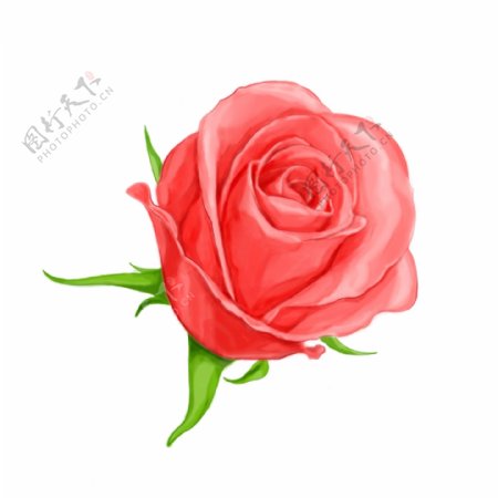 手绘粉色玫瑰花植物静物元素情人节礼物