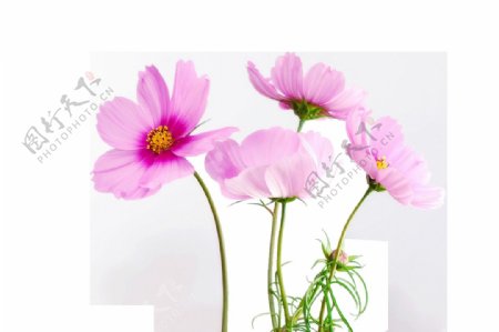 粉色鲜花花朵png元素