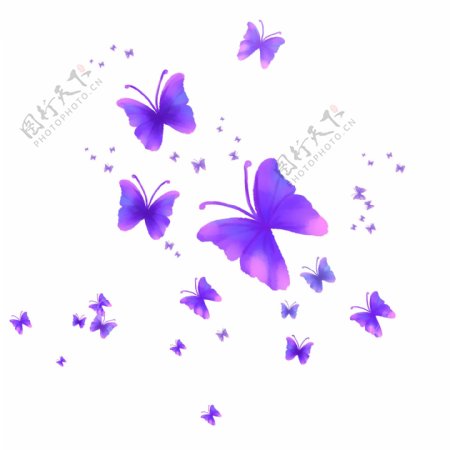 漂浮的蝴蝶漂浮的紫色蝴蝶飞舞的蝴蝶