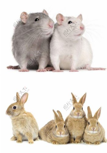兔子老鼠抠图模板