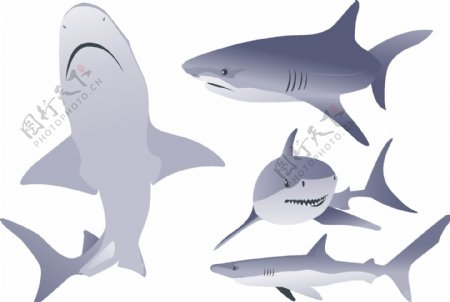 鲨鱼矢量素材