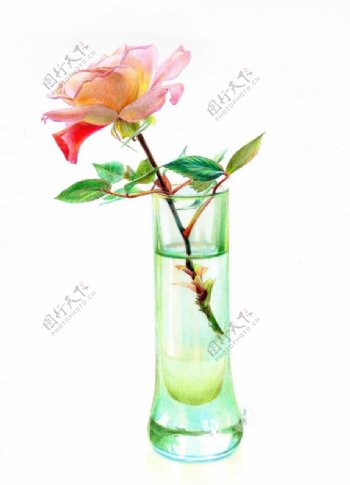 彩铅玫瑰花玻璃杯组合