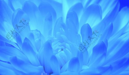 盛开的蓝色花卉背景