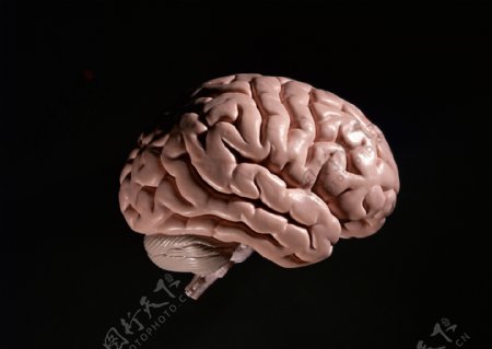 生物学大脑