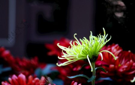 绿菊花