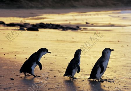 澳洲菲利普企鹅岛