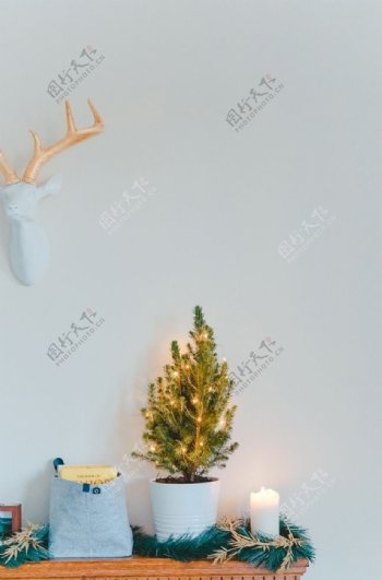 圣诞小松树