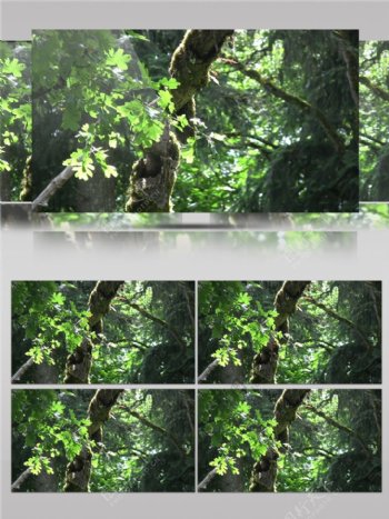 清新唯美树林景色视频素材