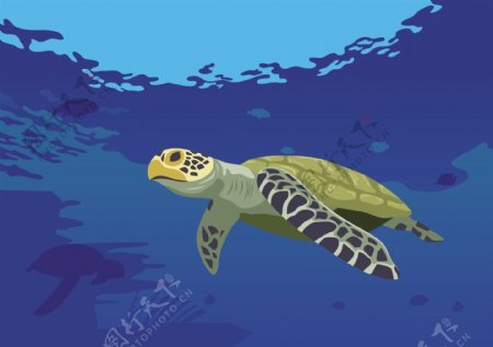 海洋海龟