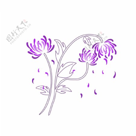 紫色清新浪漫菊花