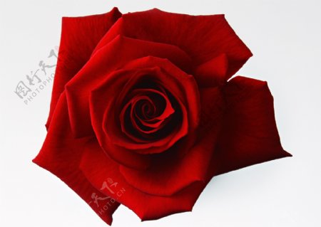 大红玫瑰花