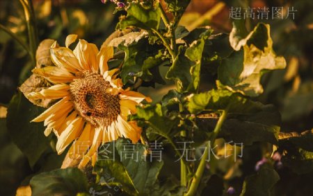 高清摄影鲜花绽放向日葵花