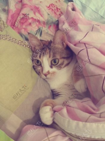 猫枕枕头