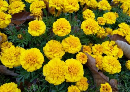 盛开的黄色菊花