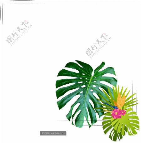 热带植物手绘边框可商用元素