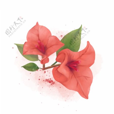 水彩花卉珊瑚红三角梅手绘珊瑚橘色花朵