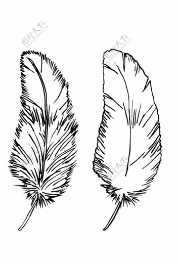 手绘线条羽毛矢量两个组合