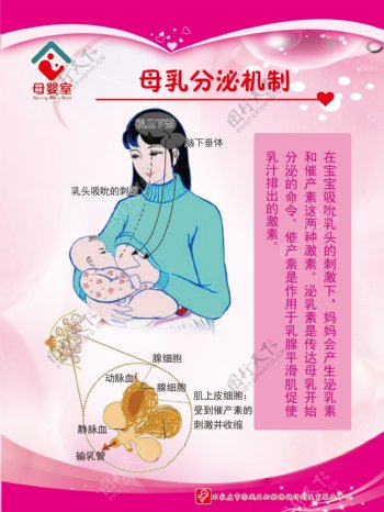 母乳分泌机制