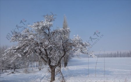 新疆大雪