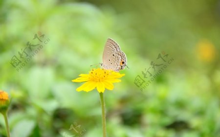蝴蝶与花朵