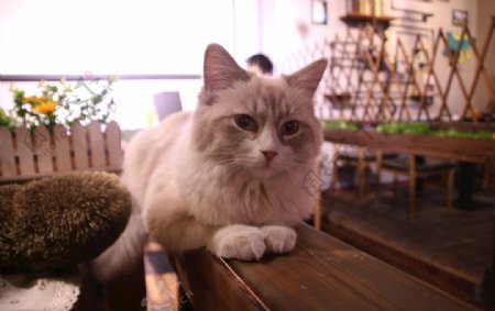 咖啡店里的猫