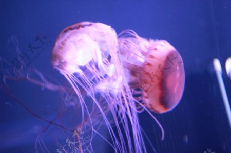 高清水母摄影图