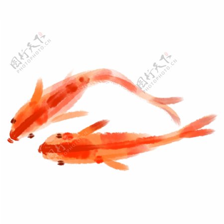 两条红色的鲤鱼插画可商用
