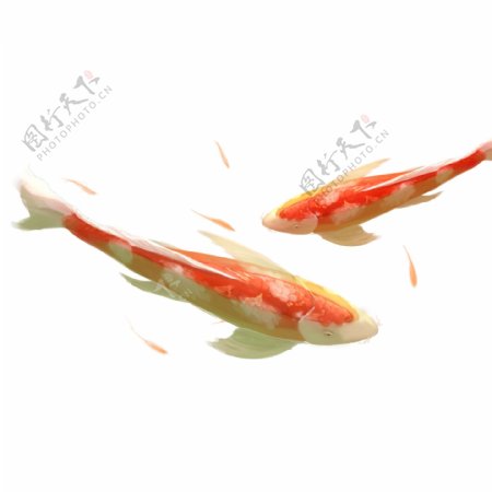 水彩红色锦鲤鲤鱼设计元素