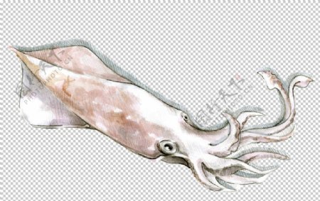 鱿鱼海产图案水彩绘画