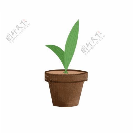 发芽绿色植物盆栽可商用