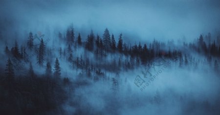云雾树林