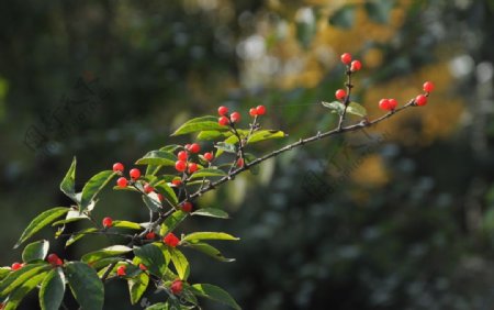 秋天金银木的红果实