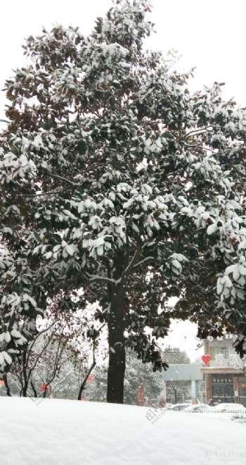 大雪压大树