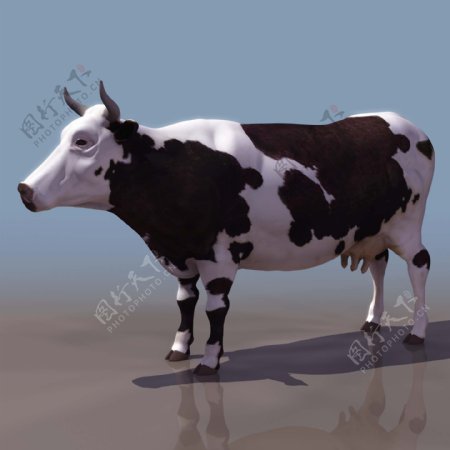 3d奶牛模型下载