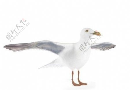 展翅白色鸭嘴动物模型素材