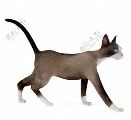 褐色走路猫咪模型素材