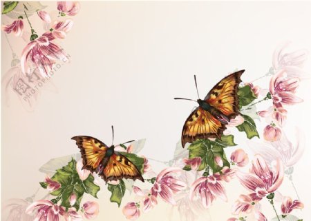 蝴蝶花卉壁纸