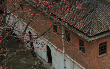 木棉花红花风景美