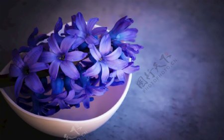 紫色的风信子鲜花