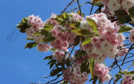 蓝天下粉色樱花开花
