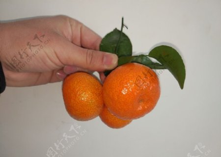 桔子橘子蜜桔蜜橘蜜柑