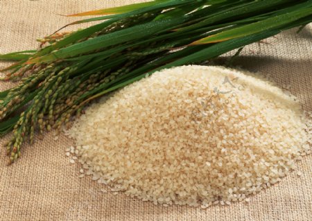 水稻和大米
