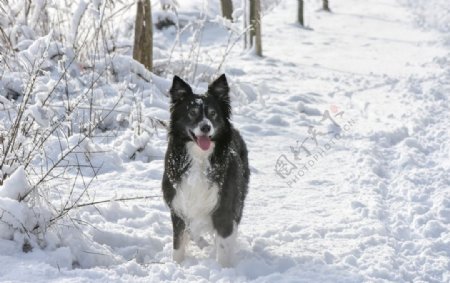 雪地宠物狗