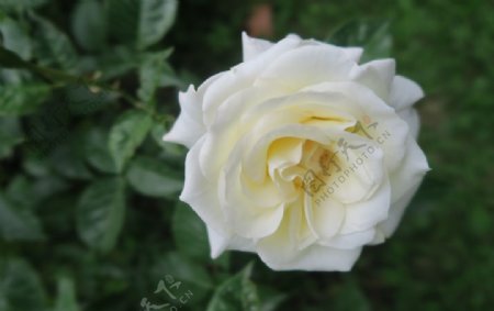 盛开的白玫瑰